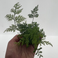 Davallia denticulata