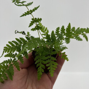 Dicksonia antarctica