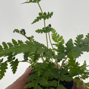 Dicksonia antarctica