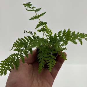 Dicksonia antarctica