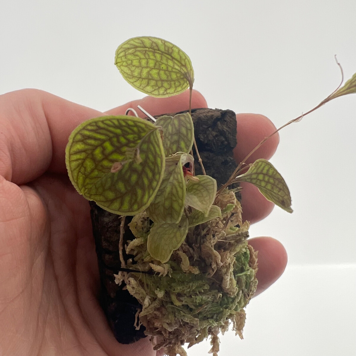 Lepanthes calodictyon x tentaculata