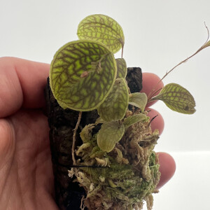 Lepanthes calodictyon x tentaculata