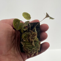 Lepanthes calodictyon x tentaculata