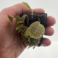 Lepanthes calodictyon x tentaculata