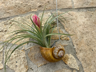 Tillandsie with decorative snail shell
