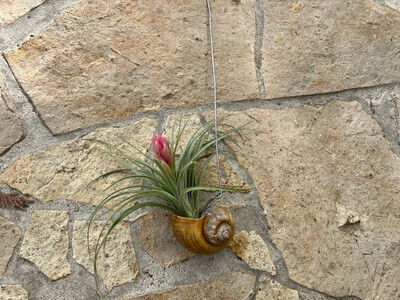Tillandsie with decorative snail shell