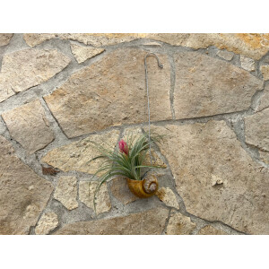 Tillandsie mit Deko-Schneckenhaus