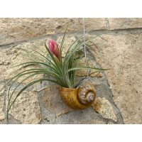 Tillandsie mit Deko-Schneckenhaus