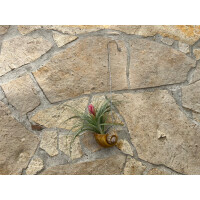 Tillandsie mit Deko-Schneckenhaus