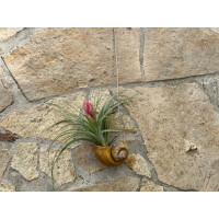 Tillandsie mit Deko-Schneckenhaus