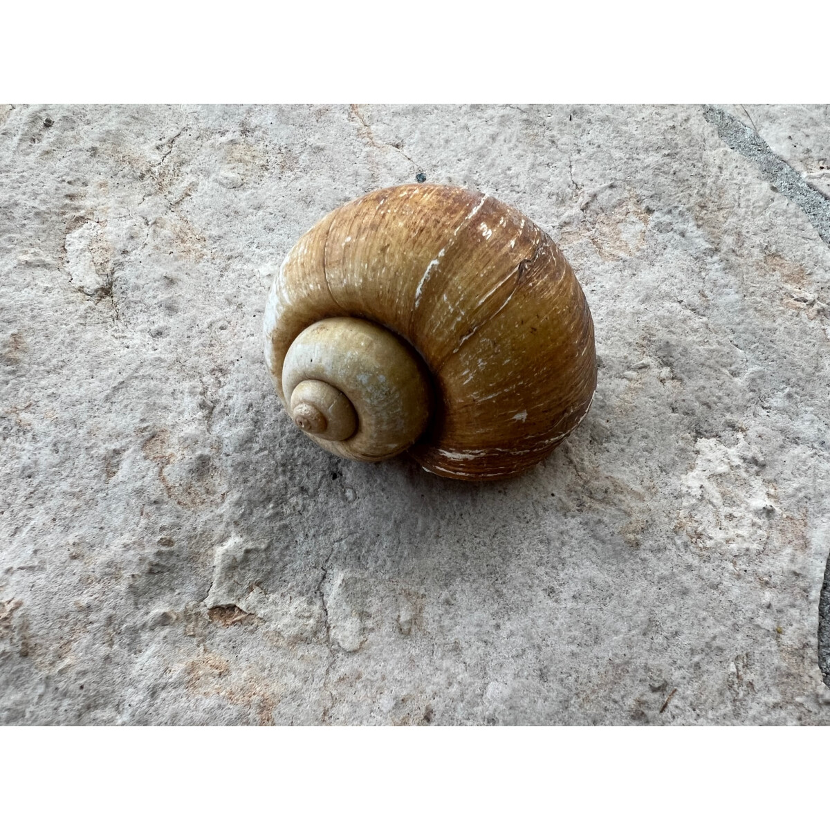 Apfelschneckenhaus aus Südamerika