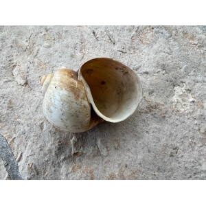 Apfelschneckenhaus aus Südamerika