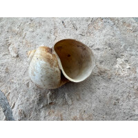 Apfelschneckenhaus aus Südamerika