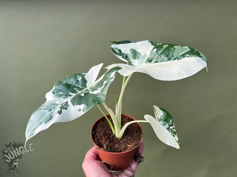 1000 - 5000× Seeds Alocasia Macrorrizha Variegated Grade A store plus....!!!