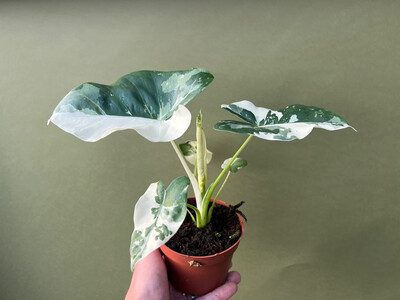 Alocasia Macrorrhiza variegata