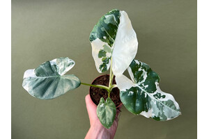 Alocasia Macrorrhiza variegata