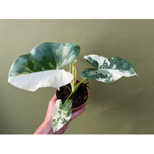 Alocasia Macrorrhiza variegata