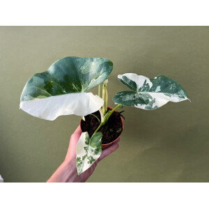 Alocasia Macrorrhiza variegata