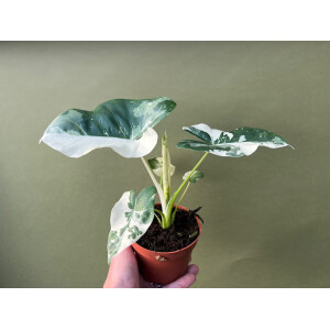 Alocasia Macrorrhiza variegata