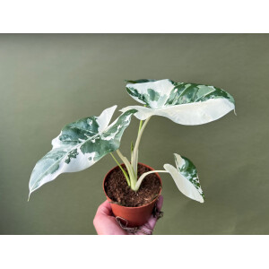 Alocasia Macrorrhiza variegata