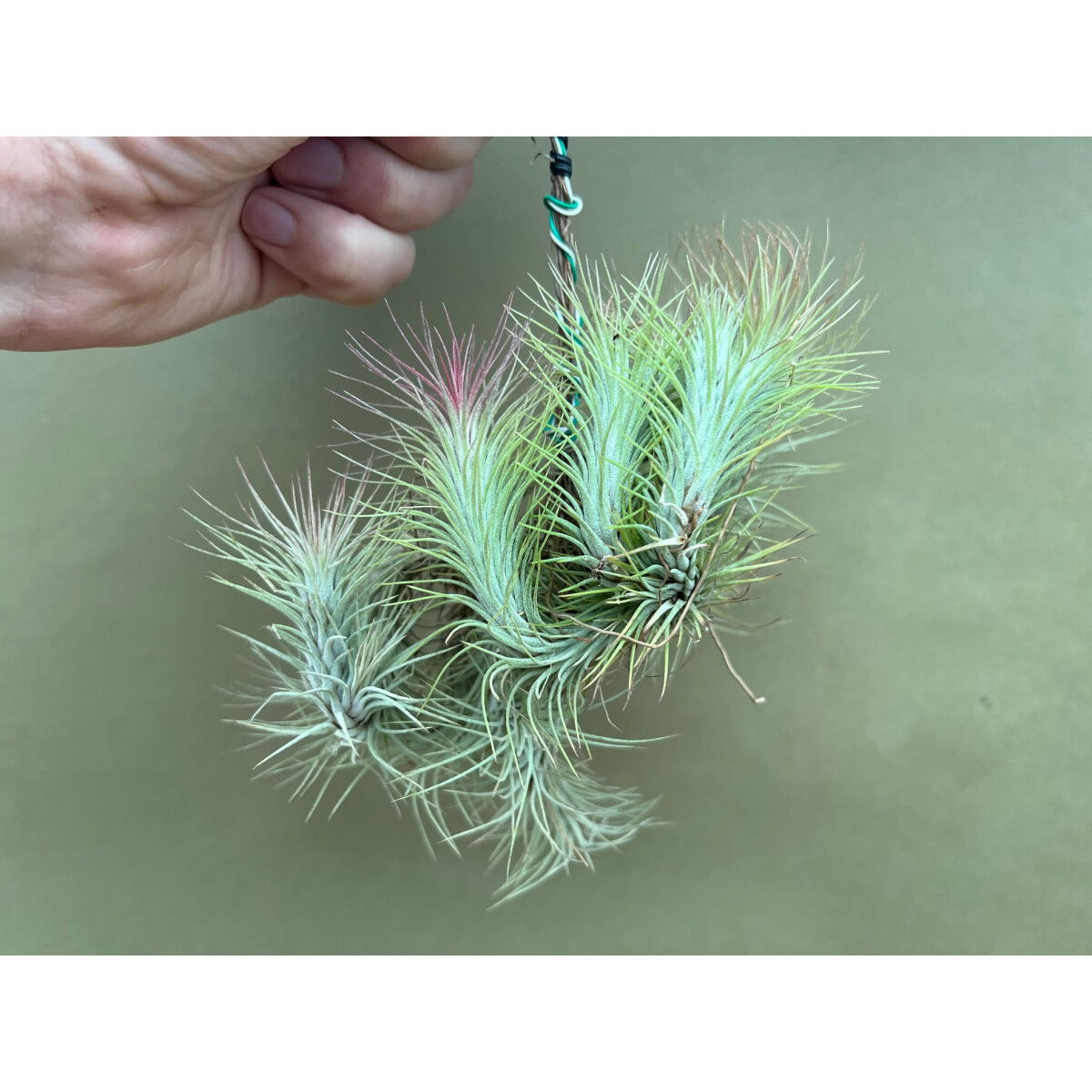 Tillandsia funckiana Plug