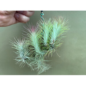Tillandsia funckiana Plug