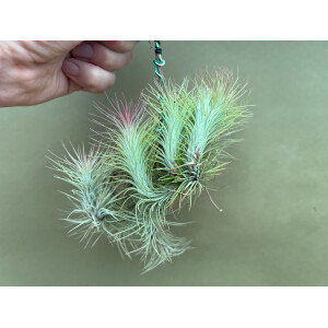 Tillandsia funckiana Plug