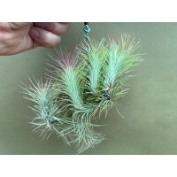 Tillandsia funckiana Plug