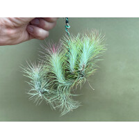 Tillandsia funckiana Plug