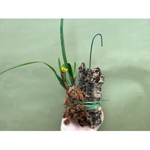 Maxillaria variabilis aufgebunden