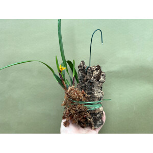 Maxillaria variabilis aufgebunden