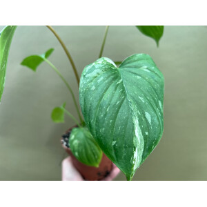 Homalomena Rubescens Variegata