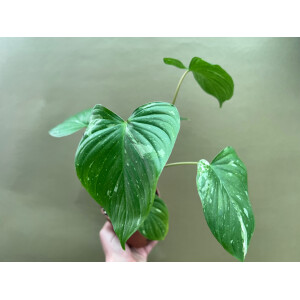 Homalomena Rubescens Variegata