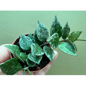 Hoya Krohniana Splash