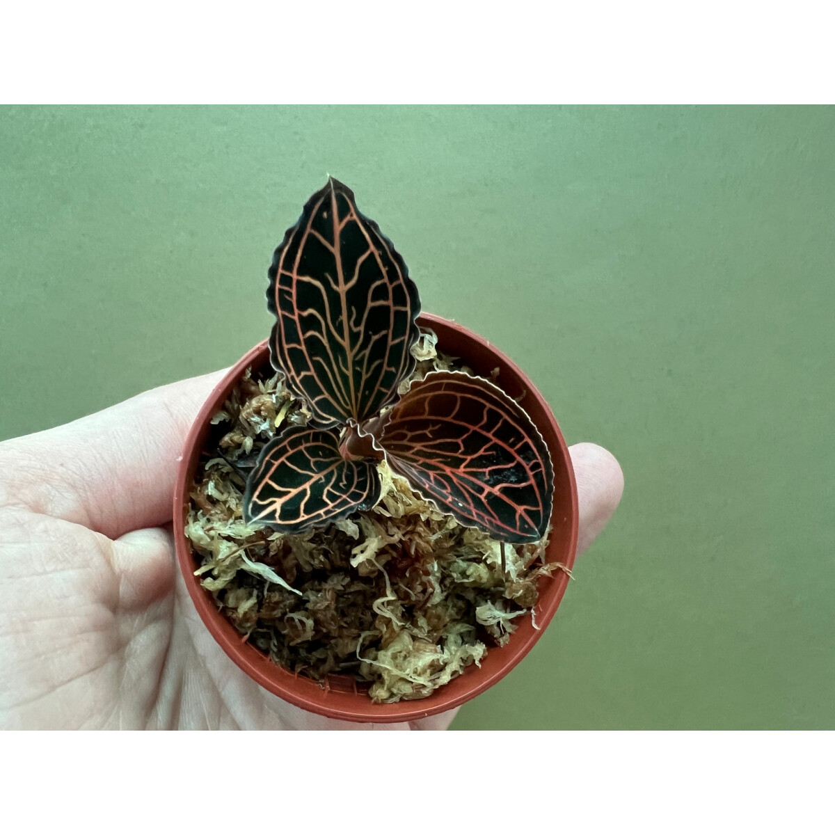 Anoectochilus koshunensis