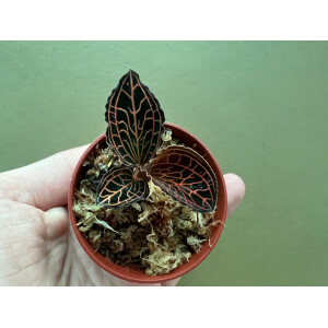 Anoectochilus koshunensis