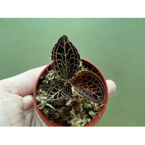 Anoectochilus koshunensis