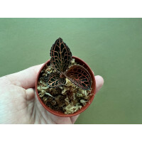 Anoectochilus koshunensis