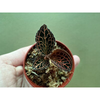 Anoectochilus koshunensis