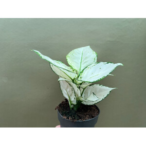 Aglaonema White Joy