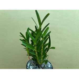 Dendrobium erectifolium