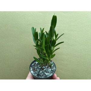 Dendrobium erectifolium