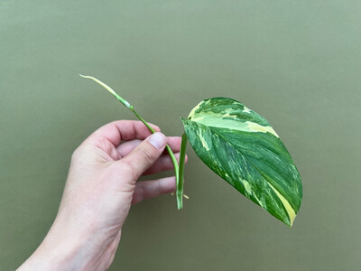 Monstera Lechleriana variegata Ableger