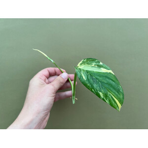 Monstera Lechleriana variegata Ableger