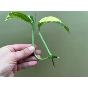 Monstera Lechleriana variegata Ableger