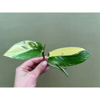 Monstera Lechleriana variegata Ableger