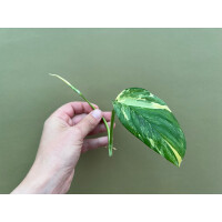 Monstera Lechleriana variegata Ableger