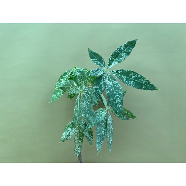 Pachira Aquatica variegata Glückskastanie
