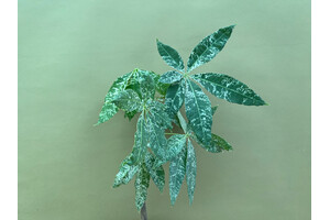 Pachira Aquatica variegata Glckskastanie