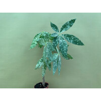 Pachira Aquatica variegata Glückskastanie